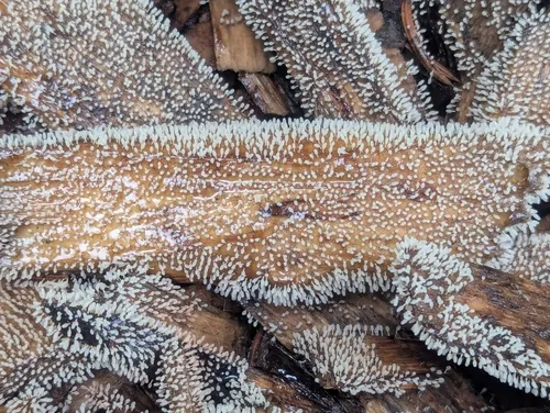 White-footed Slime