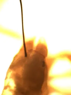 Microbisium brunneum thumbnail 1