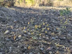 spotted wild buckwheat thumbnail 4