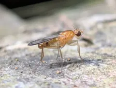 Clusia occidentalis thumbnail 4