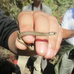DeKay's Brownsnake thumbnail 1