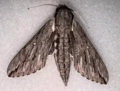Trumpet Vine Sphinx thumbnail 2