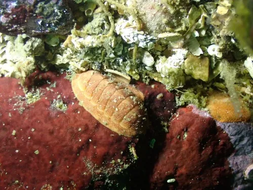 Lepidozona retiporosa