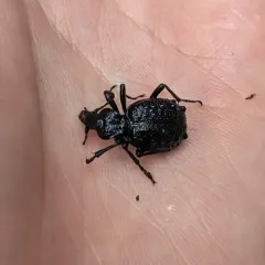Cychrus tuberculatus thumbnail 4