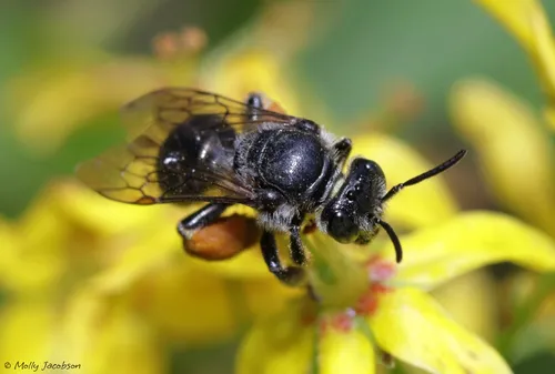 Fringed Loosestrife Oil Bee