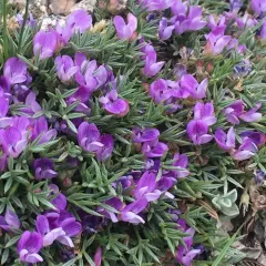 Spiny Milkvetch thumbnail 2