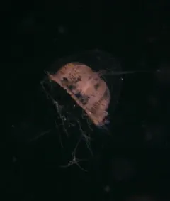 Melicertum octocostatum thumbnail 4