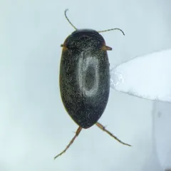 Hydroporus sinuatipes thumbnail 2