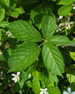 Missouri Blackberry thumbnail 4