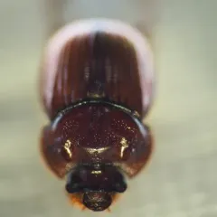 Lazarus's Earth-boring Scarab Beetle thumbnail 3
