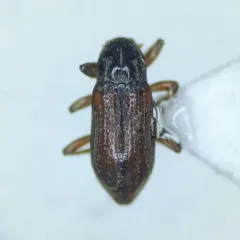 Zaitzevia parvula thumbnail 2