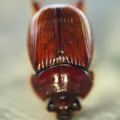 Green's Earth-boring Scarab Beetle thumbnail 3