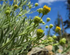 rock-loving fleabane thumbnail 3