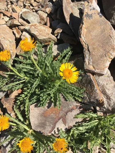 Alpine Gold