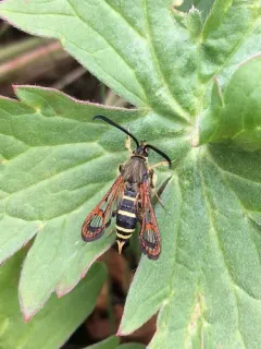 Carmenta giliae thumbnail 1