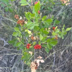 Skunkbush Sumac thumbnail 4