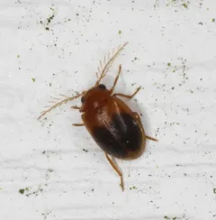Disk-shaped Marsh Beetle thumbnail 3