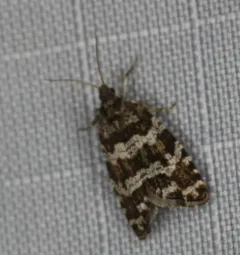 Spruce Needleminer Moth thumbnail 4