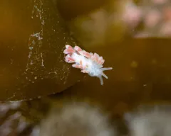 Naked Ear Aeolid thumbnail 4