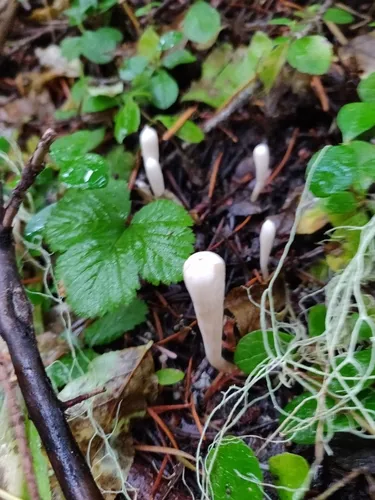 Clavariadelphus mucronatus
