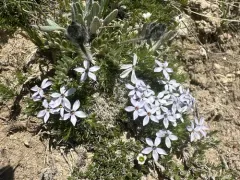 dwarf phlox thumbnail 3