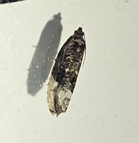 Green Budworm Moth