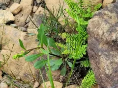 Mt. Albert goldenrod thumbnail 3