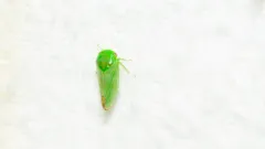 Penestragania apicalis thumbnail 4