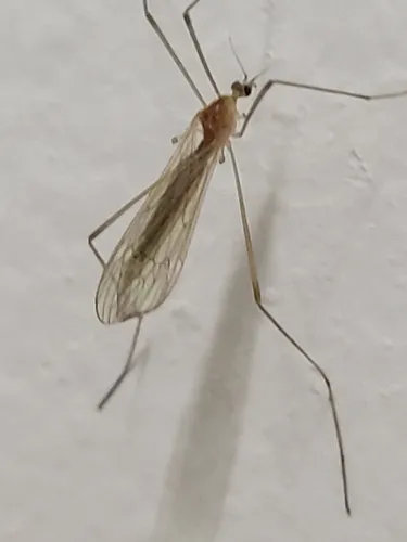 Pseudolimnophila noveboracensis
