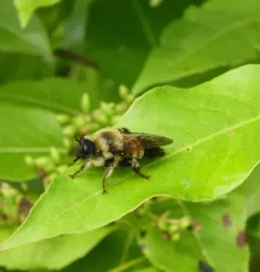 Yellow-waisted Laphria thumbnail 4