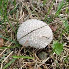 Peeling Puffball thumbnail 3