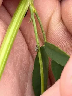 Sweet Clover Weevil thumbnail 3