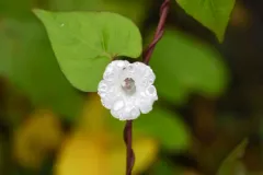 White Morning-glory thumbnail 2