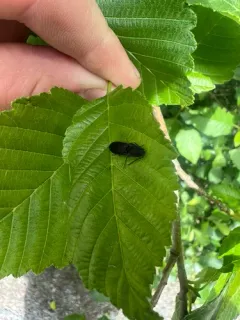 Alaskan Click Beetle thumbnail 2