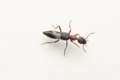 Rugilus angustatus thumbnail 3
