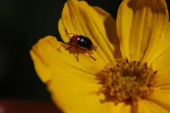 Venus Cryptocephalus thumbnail 3
