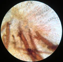 Scutellinia pennsylvanica thumbnail 4