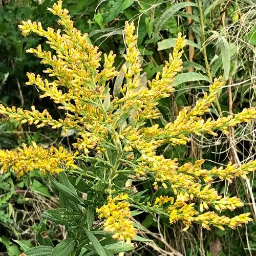 tall goldenrod