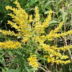 tall goldenrod thumbnail 1