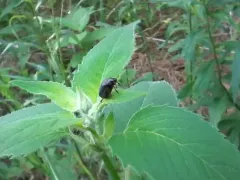 Serica tristis thumbnail 3