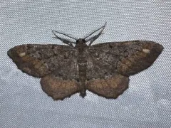 Esther Moth thumbnail 4