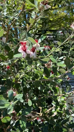 Feijoa thumbnail 2