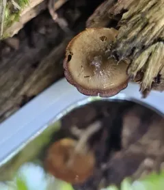 Bolbitius viscosus thumbnail 2