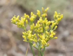 Shortstem Buckwheat thumbnail 4