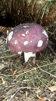 Blackish-red Russula thumbnail 1