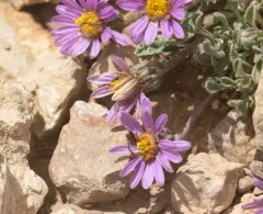 Wyoming townsend daisy thumbnail 4