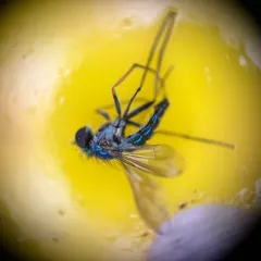 Condylostylus caudatus thumbnail 4
