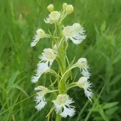 eastern prairie fringed orchid thumbnail 2