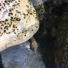 Slimy Sculpin thumbnail 2