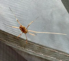 Speckled Harvestman thumbnail 3